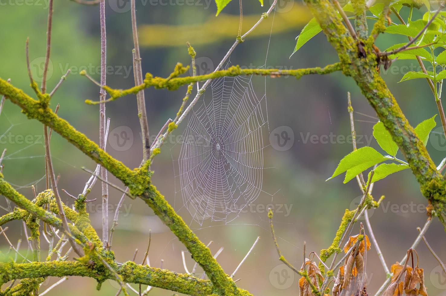 een spin web met dauwdruppels Aan een weide in zomer foto