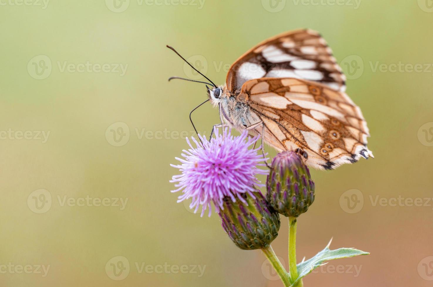 een gemarmerd wit is zittend Aan een bloem in een weide foto