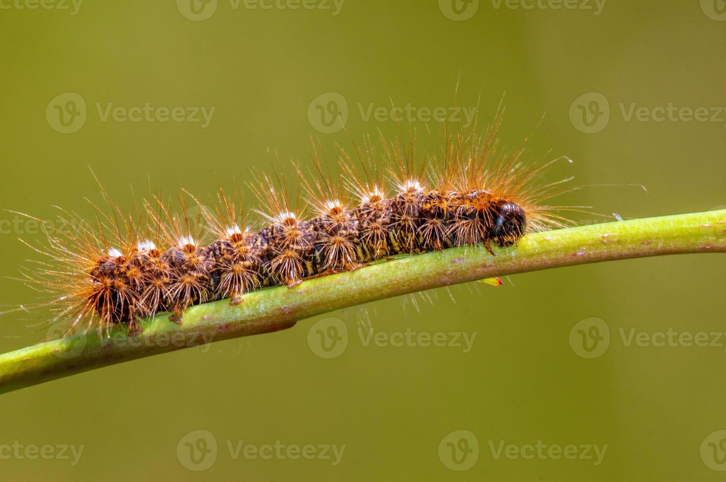 een rups- zit Aan een stengel in een weide foto