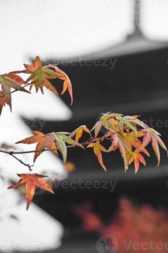 rood en oranje esdoorn- bladeren Bij Kyoto hoog stijgen tempel in herfst foto