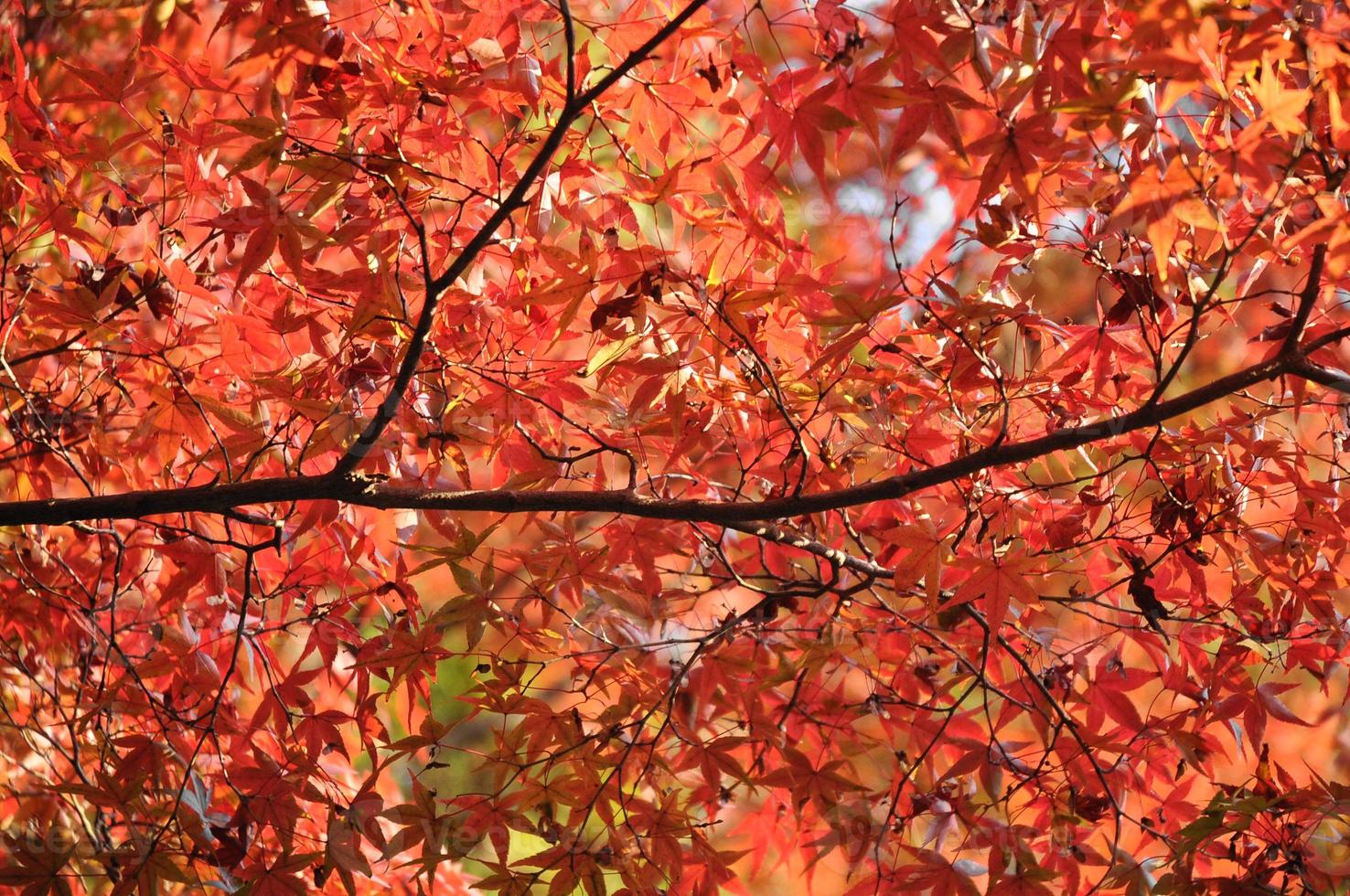 rood en oranje esdoorn- bladeren in herfst in Japan foto