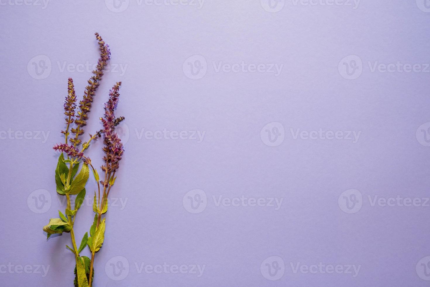 lavendel bloemen Aan Purper achtergrond. kopiëren ruimte. vlak leggen foto