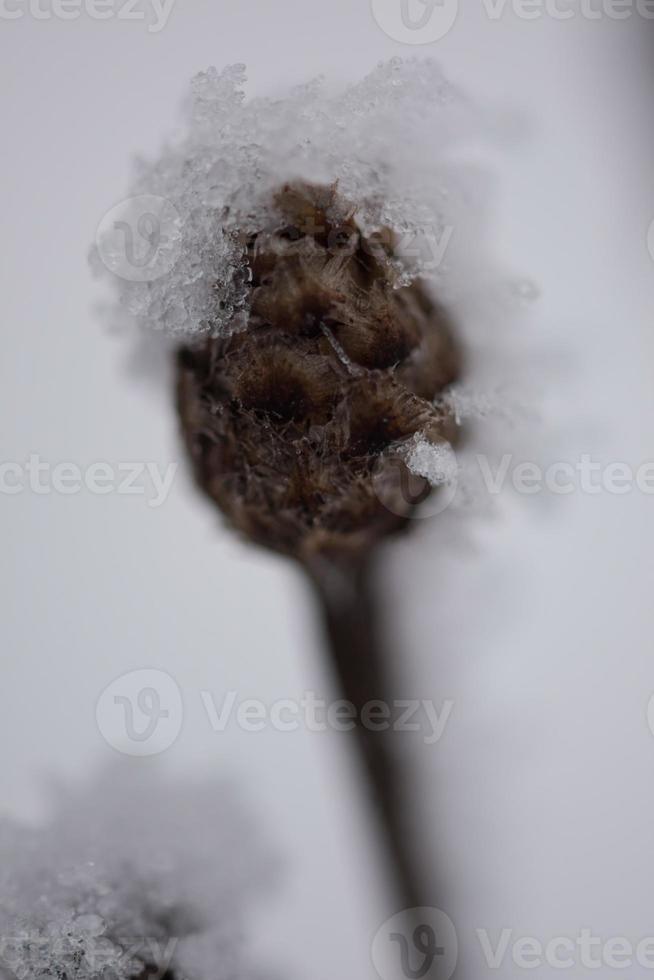 kerst groenblijvende dennenboom bedekt met verse sneeuw foto