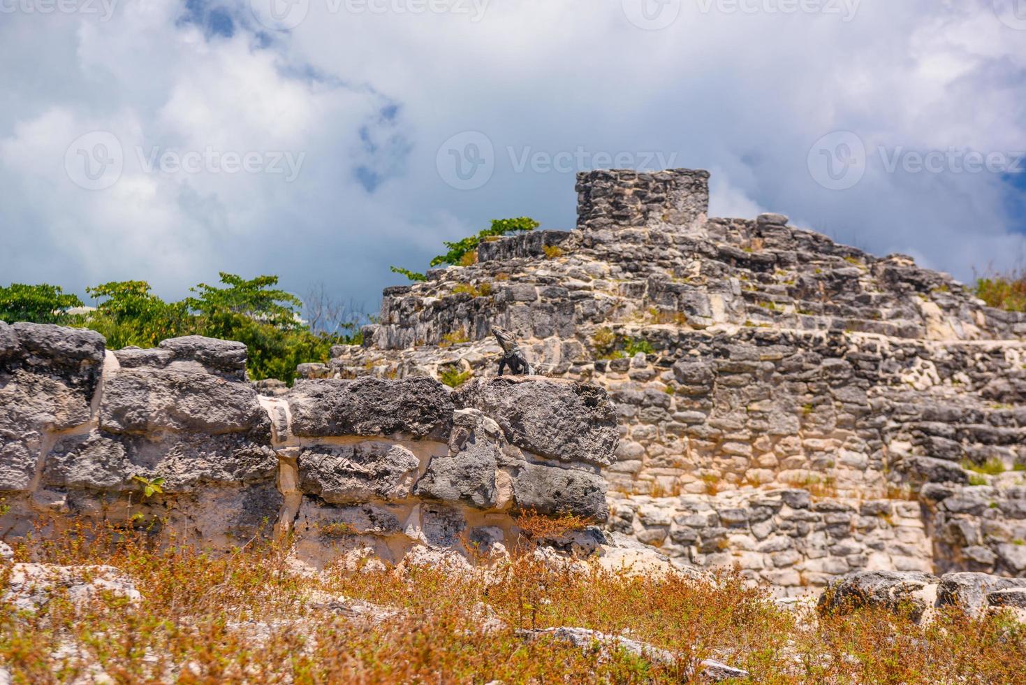 leguaan hagedis in oude ruïnes van maya in de archeologische zone van el rey in de buurt van cancun, yukatan, mexico foto