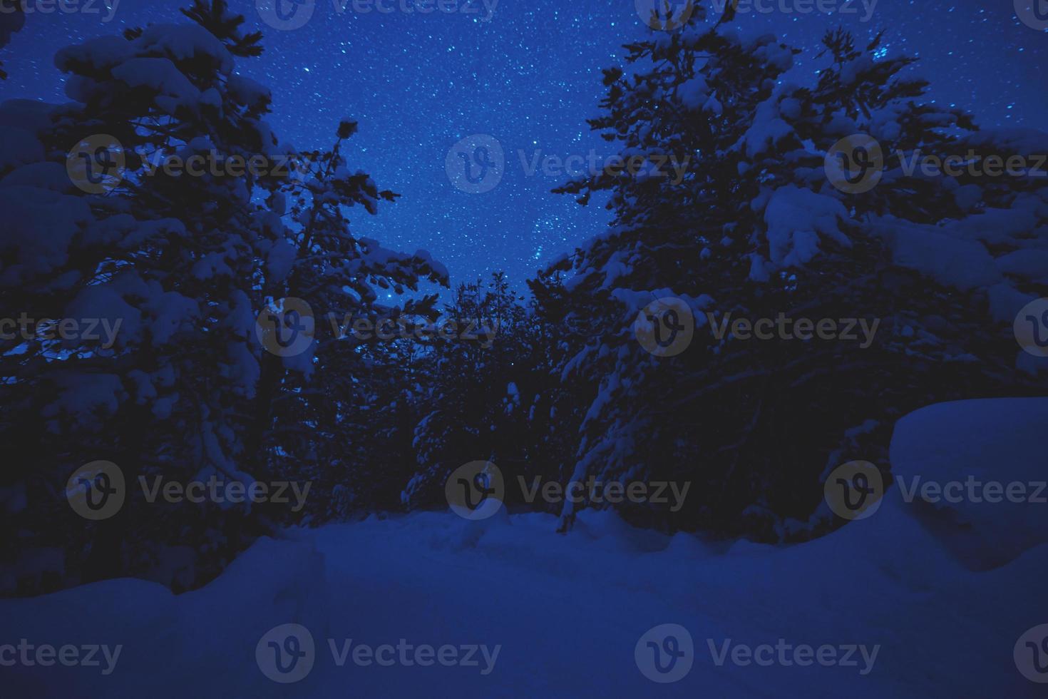 winter nacht landschap natuur Woud foto
