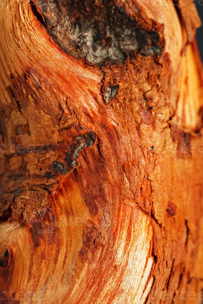 natuurlijk bonsai addertje onder het gras romp detailopname hout structuur foto