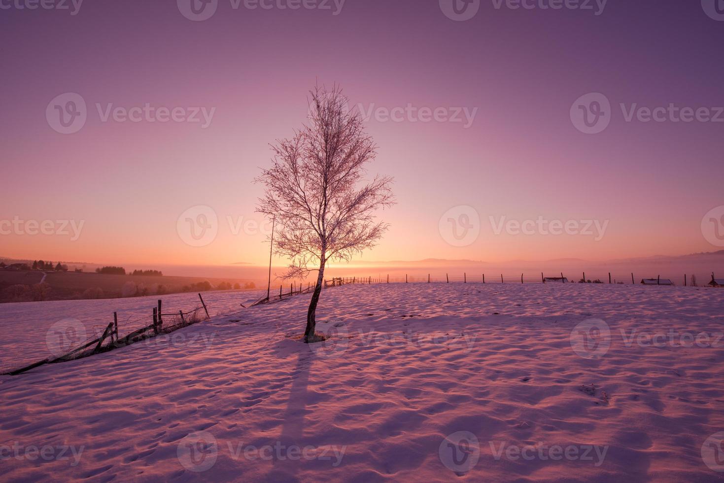 winterlandschap schilderachtig met eenzame boom foto