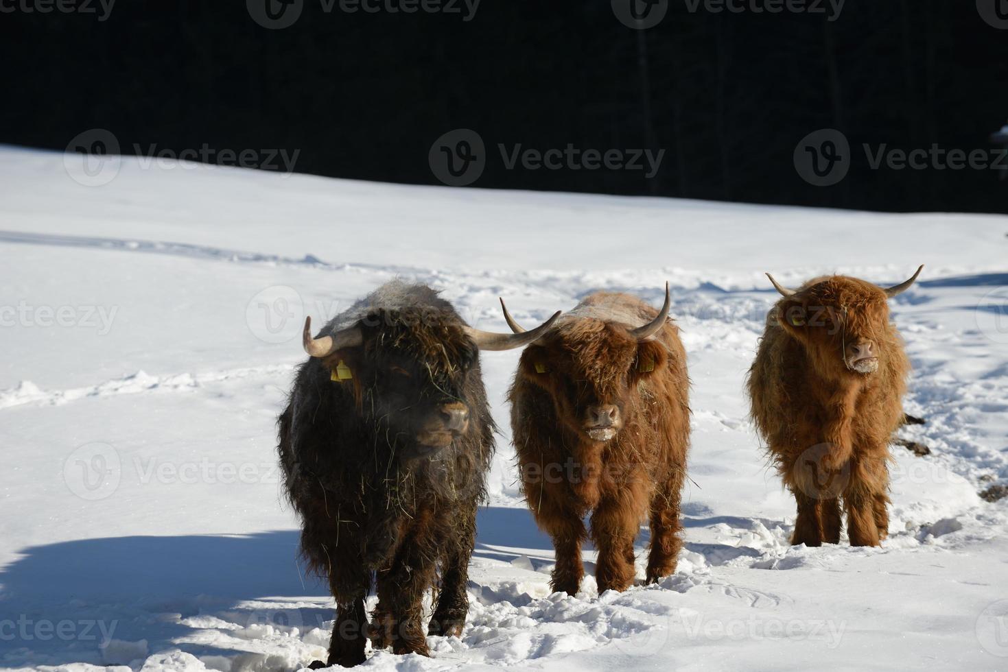 koe dier in de winter foto