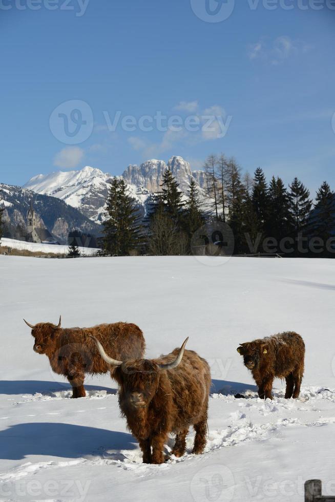 koe dier in de winter foto