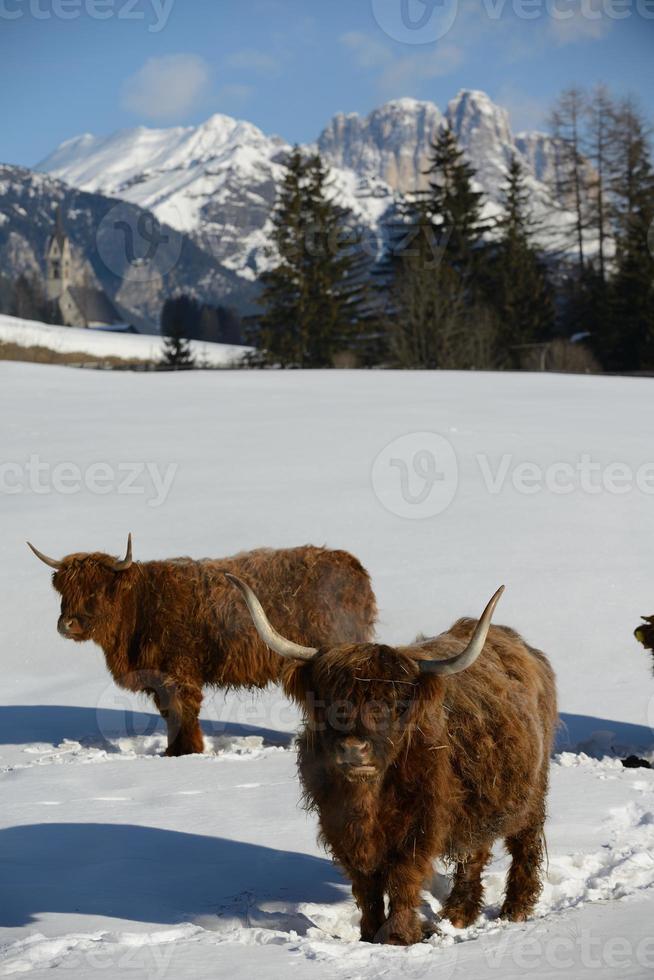 koe dier in de winter foto