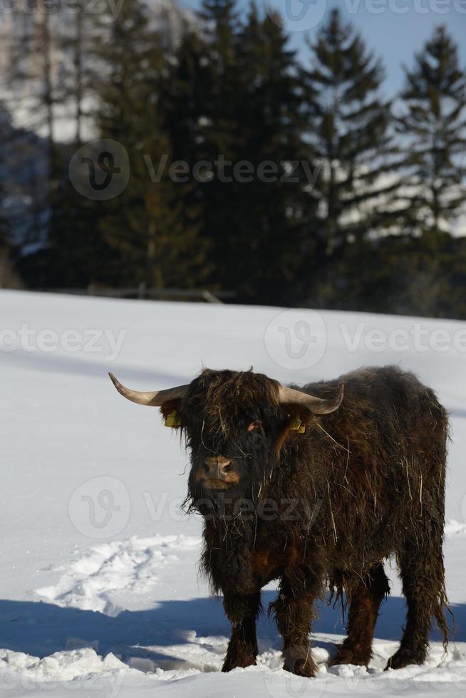 koe dier in de winter foto