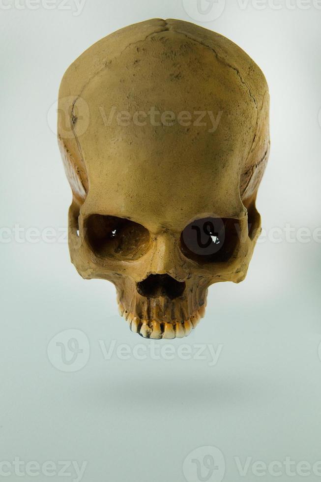 schedel close-up afbeelding op witte achtergrond. foto