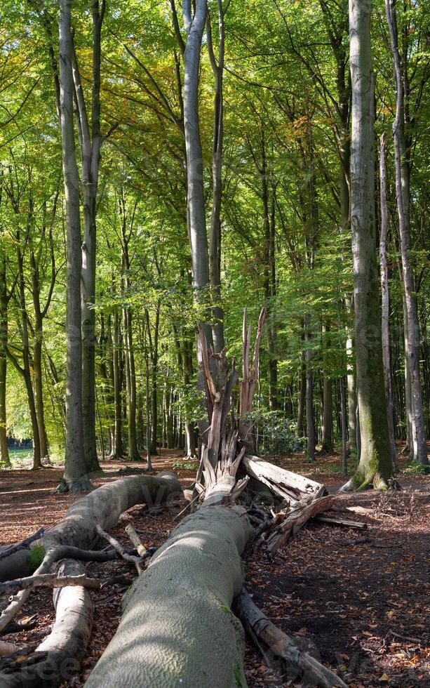 beukenhout Woud met vers groen en gedaald bomen foto