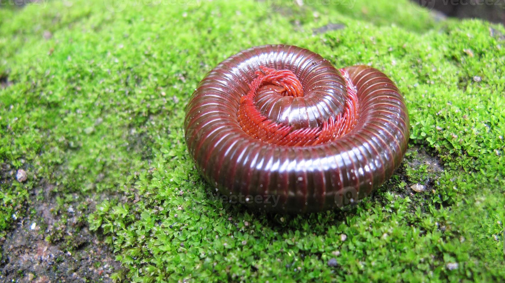 kelen, rood duizendpoot rollend Aan de grond foto