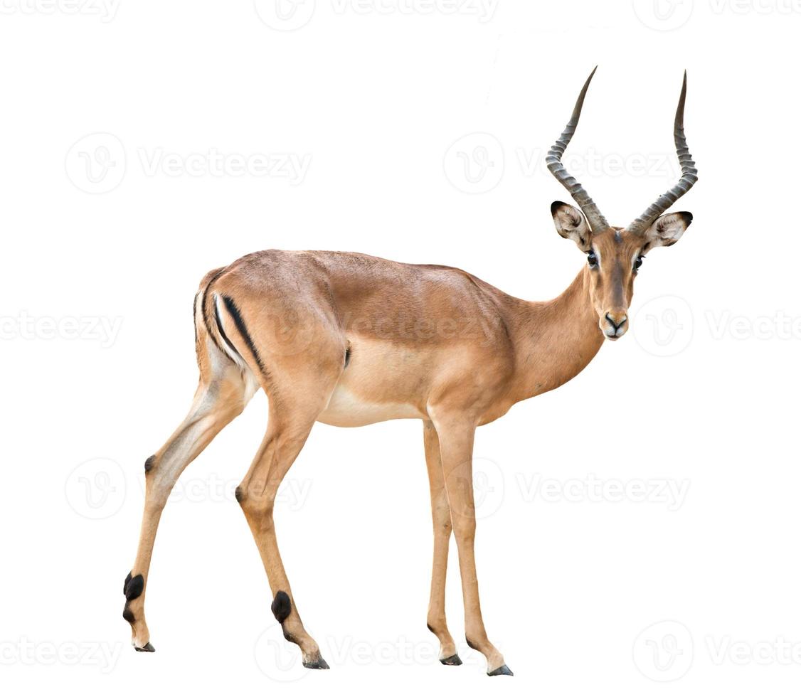mannetje Impala geïsoleerd foto