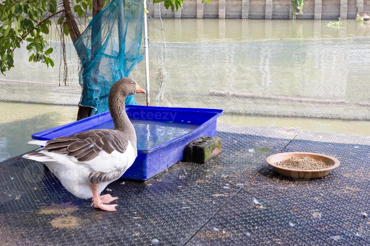 gans boerderij in Thailand foto