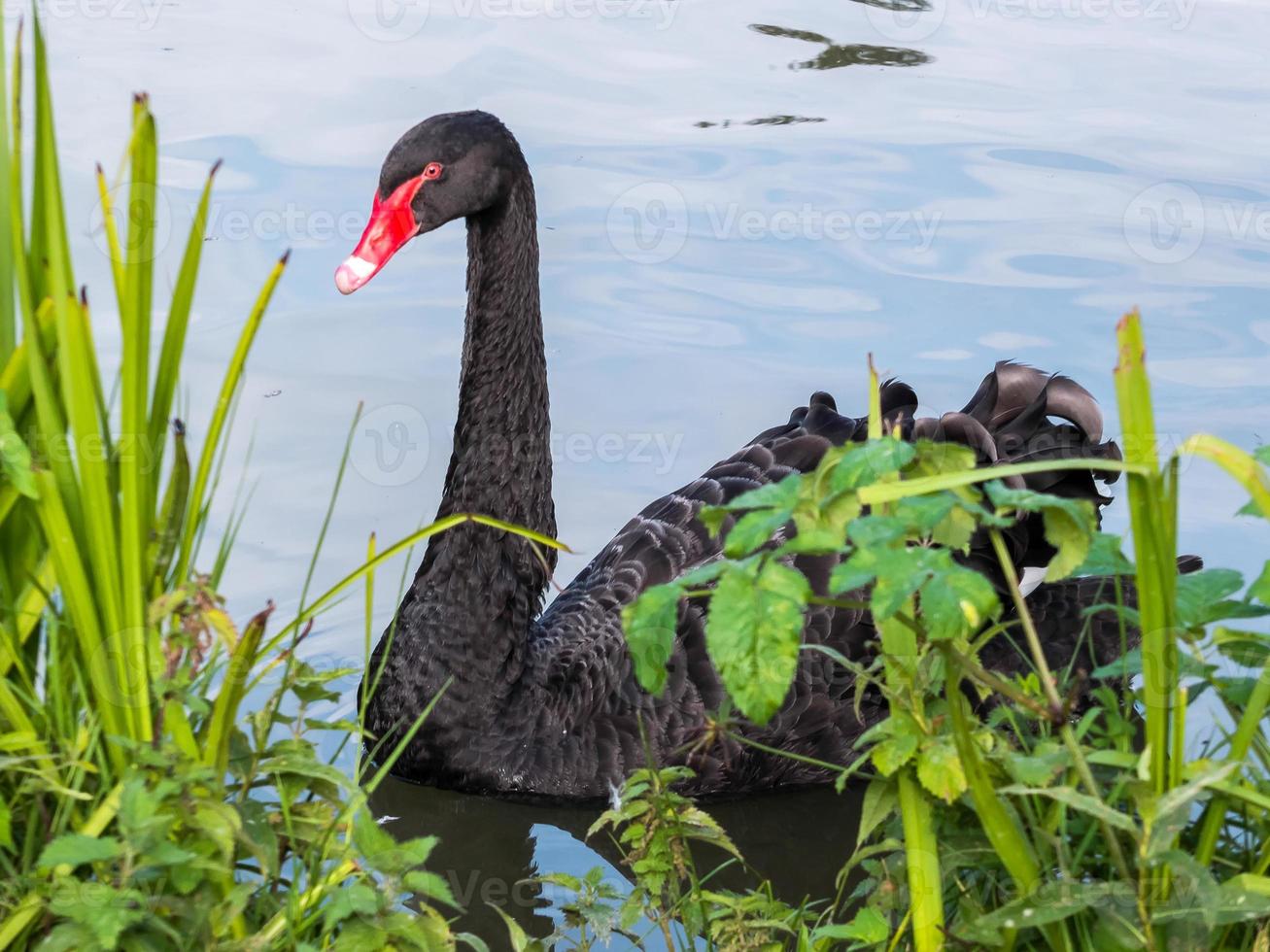 zwarte zwaan, cygnus atratus foto