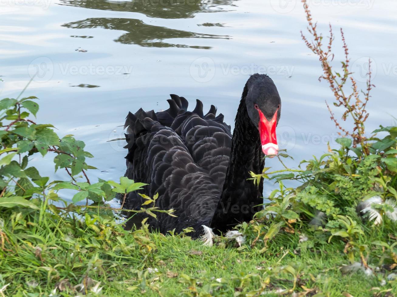 zwarte zwaan, cygnus atratus foto