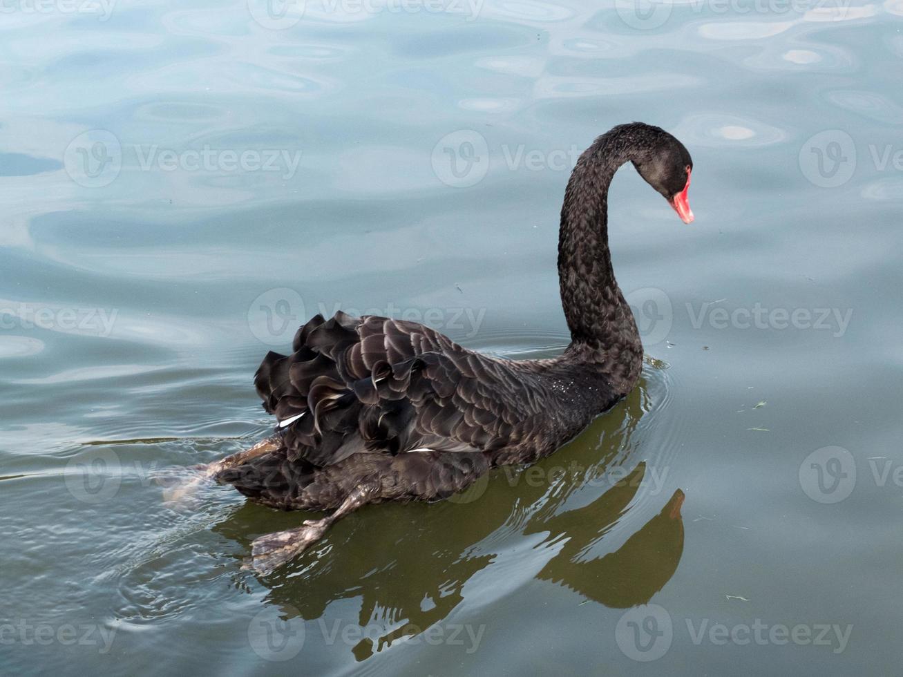 zwart zwaan, Cygnus attratus, Aan een meer in kent foto