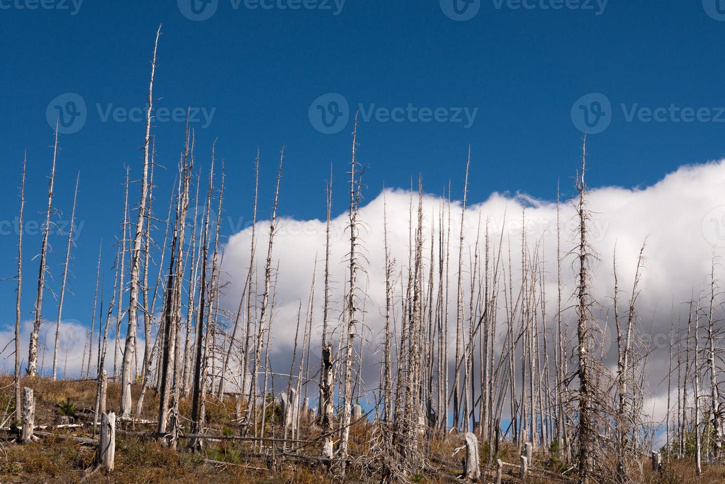 verbrand lodge pool pijnboom bomen in gletsjer nationaal park foto