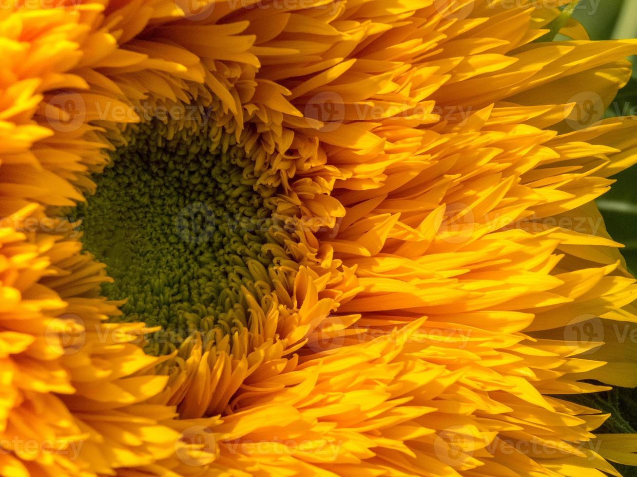 gecultiveerde hybride zonnebloem groeit in een tuin in Kent foto