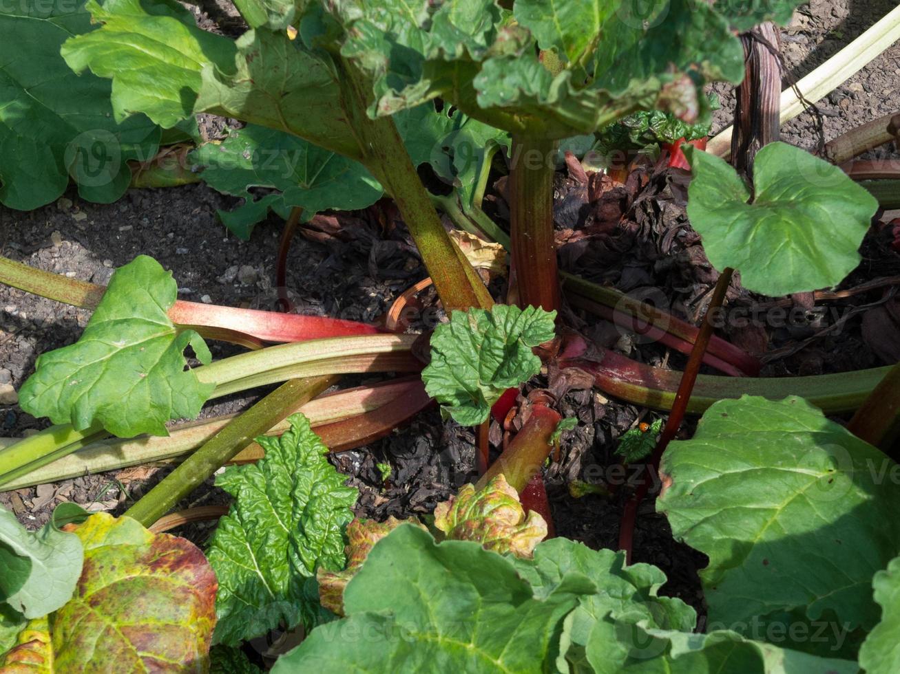 rabarberplant groeit in een tuin in Kent foto