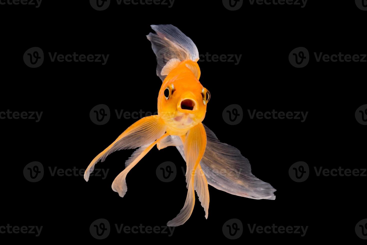 goudvis geïsoleerd Aan zwart achtergrond foto