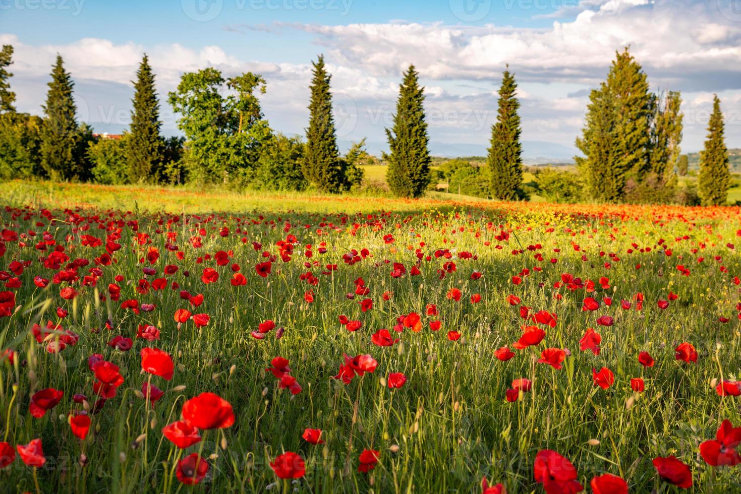 papaverveld in toscane foto