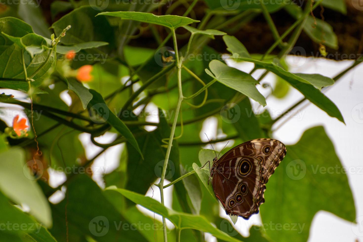 uil vlinder, caligo herinnering, foto