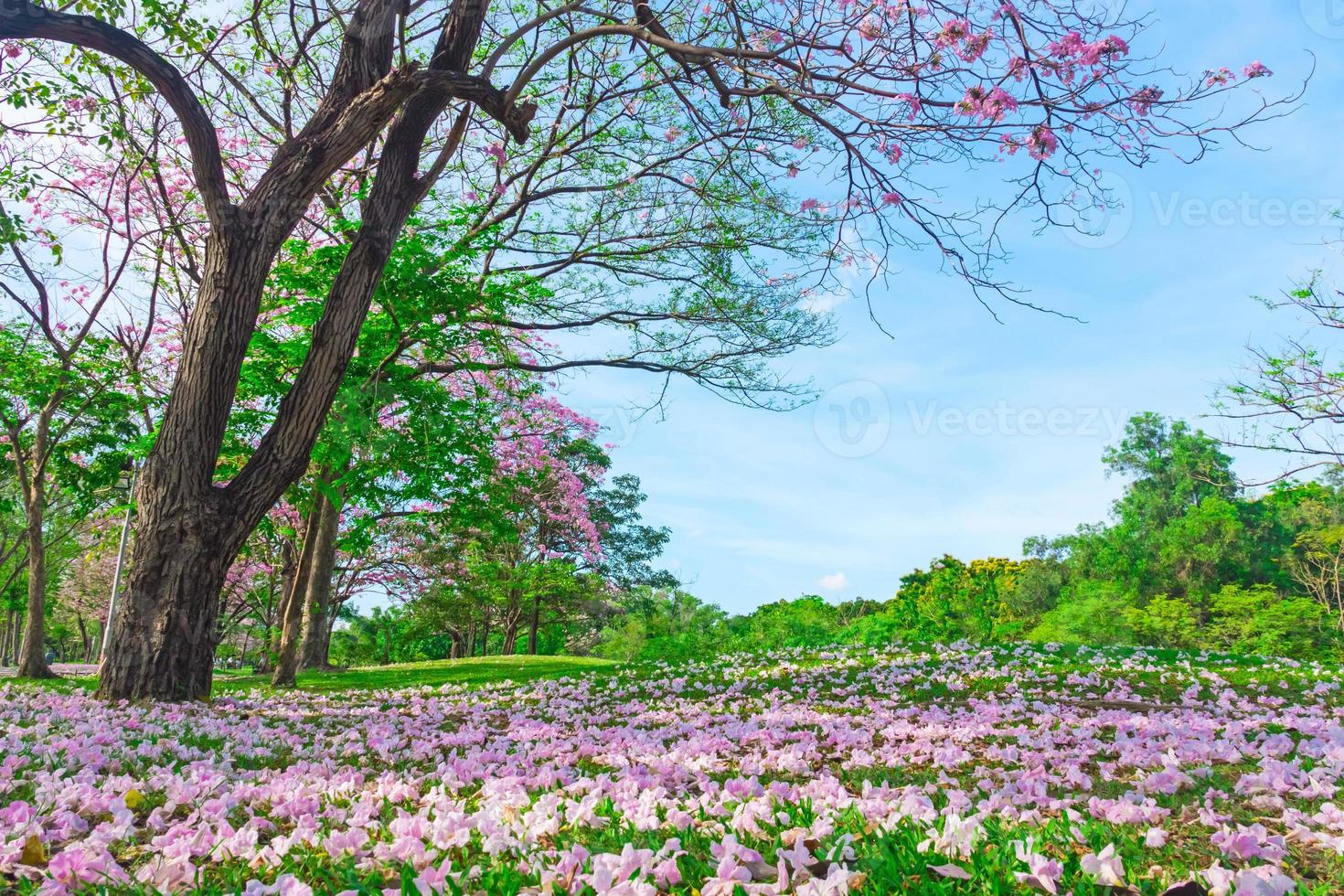 bloemen van roze trompet bomen zijn bloeiende in openbaar park van Bangkok, Thailand foto