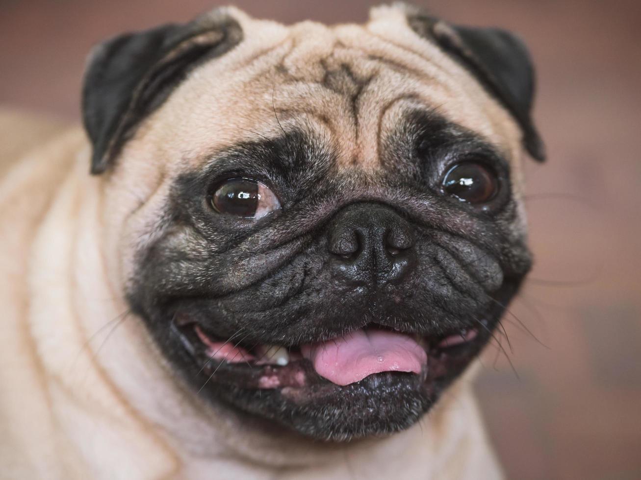 dichtbij omhoog van aanbiddelijk mopshond hond, 3 jaar oud, op zoek Bij de camera, zacht focus foto