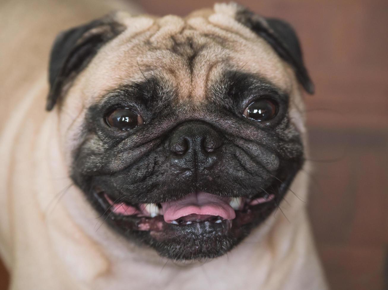 dichtbij omhoog van aanbiddelijk mopshond hond, 3 jaar oud, op zoek Bij de camera, zacht focus foto