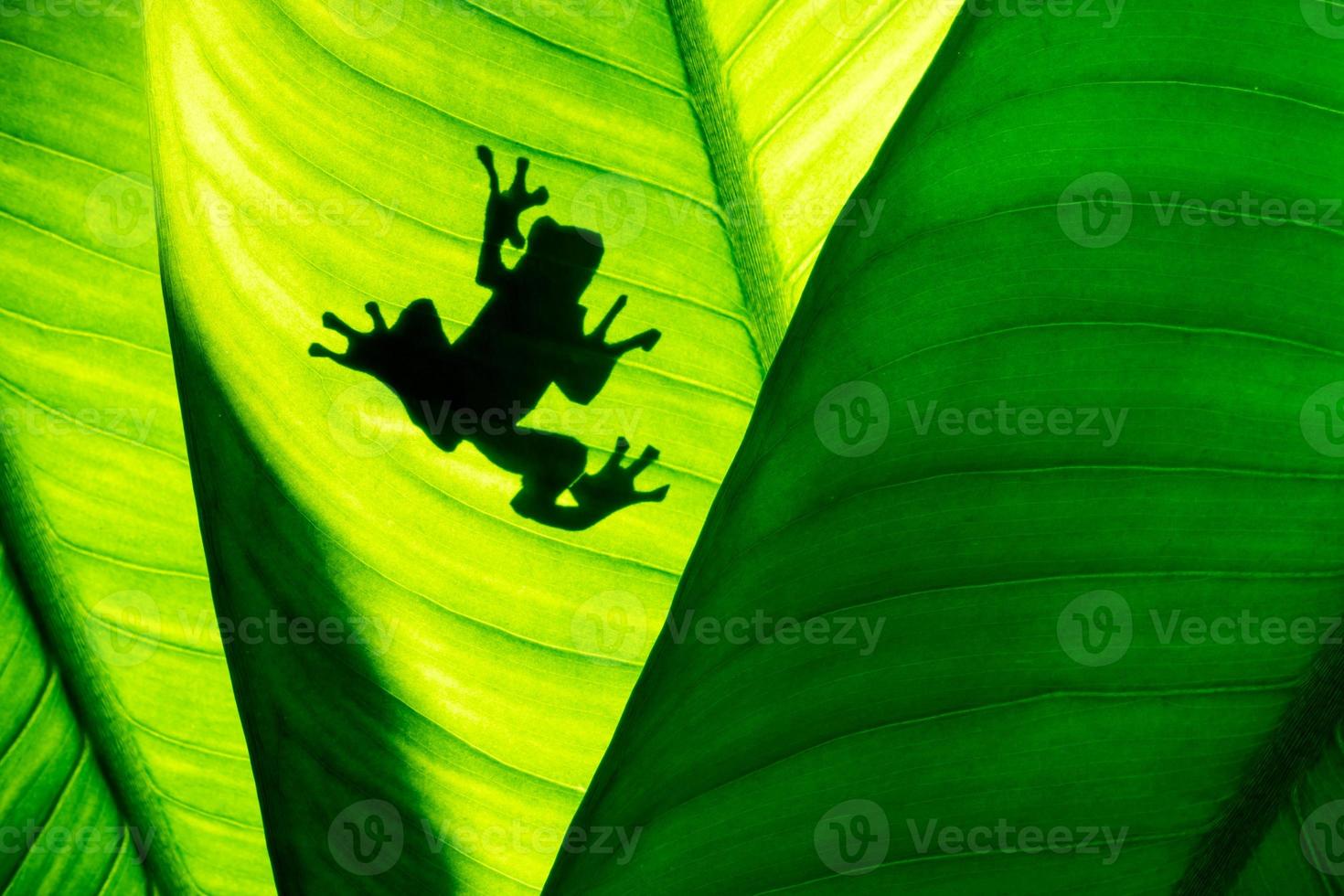 kikker schaduw Aan natuurlijk groen blad achtergrond, tropisch gebladerte textuur. foto