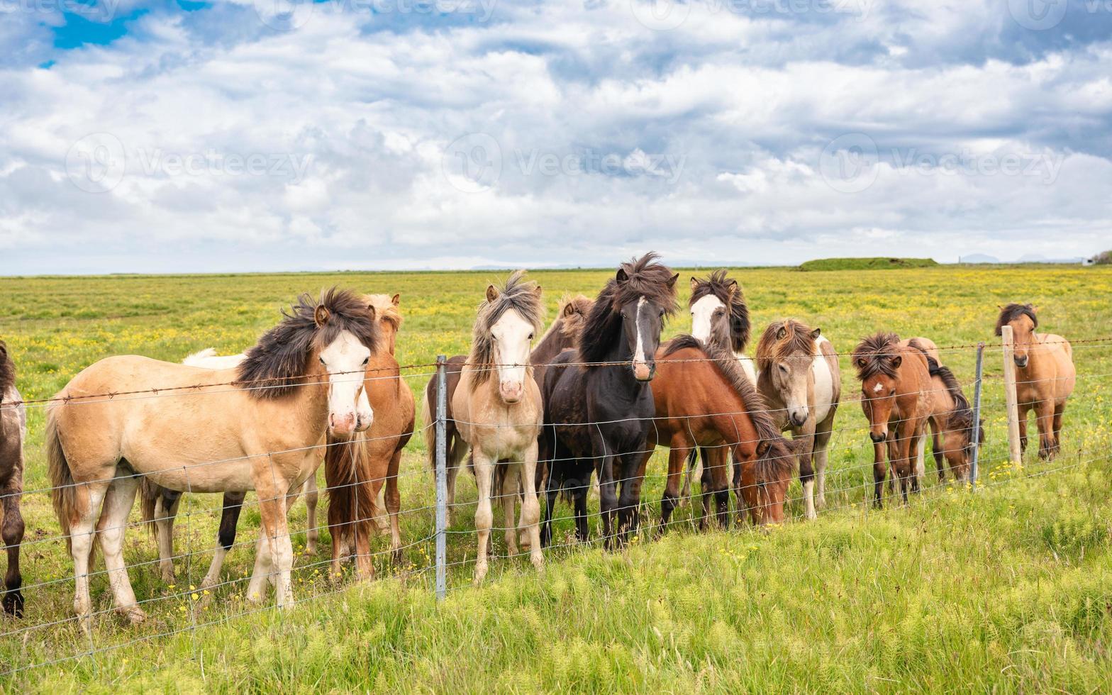 kudde van IJslands paarden staand Aan de veld- in de boerderij van toneel- landschap van IJsland foto