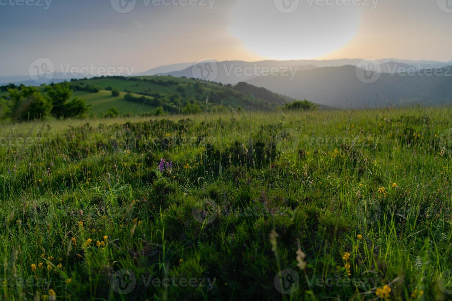 landschap natuur zomer foto