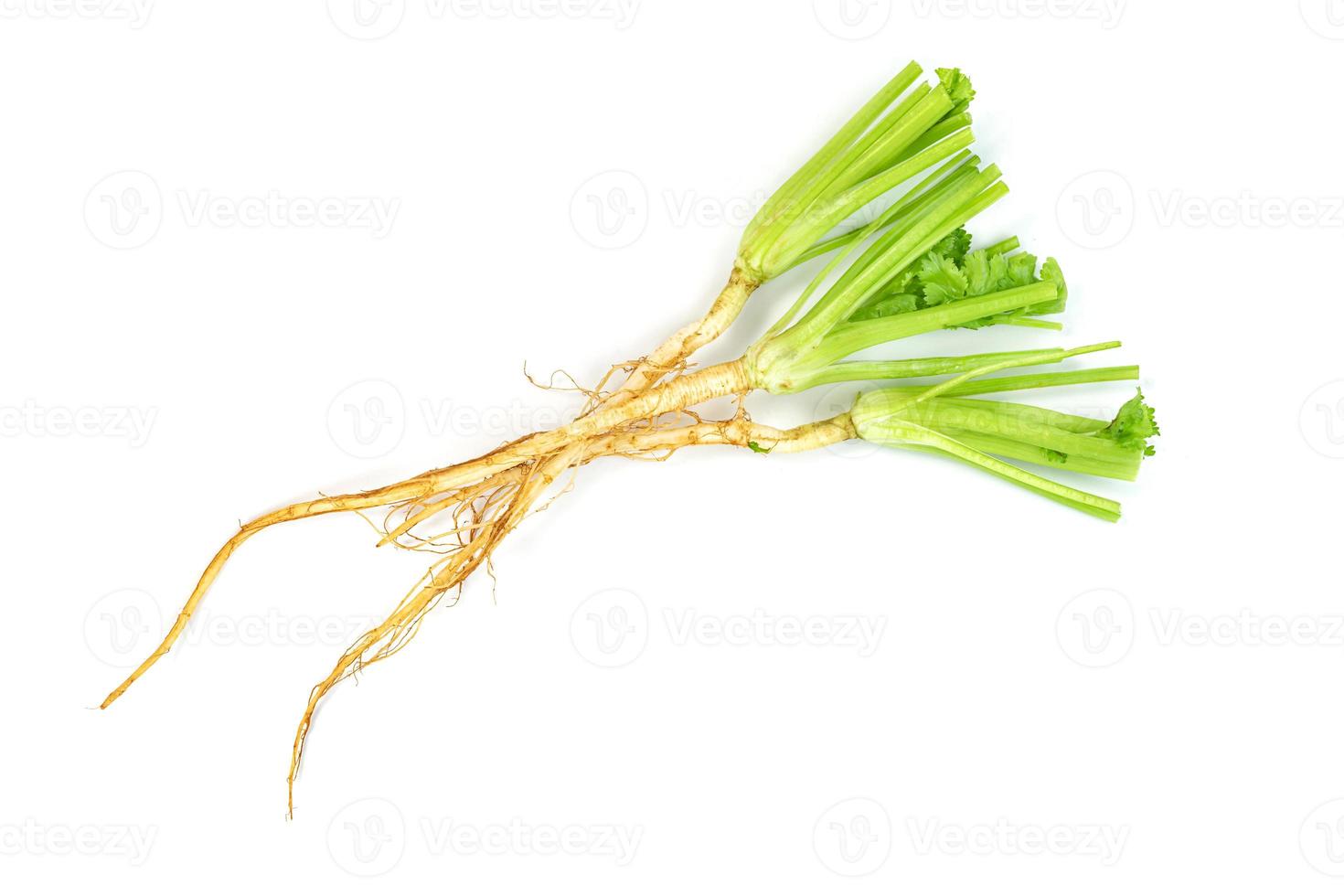 koriander of koriander wortel geïsoleerd Aan wit achtergrond foto