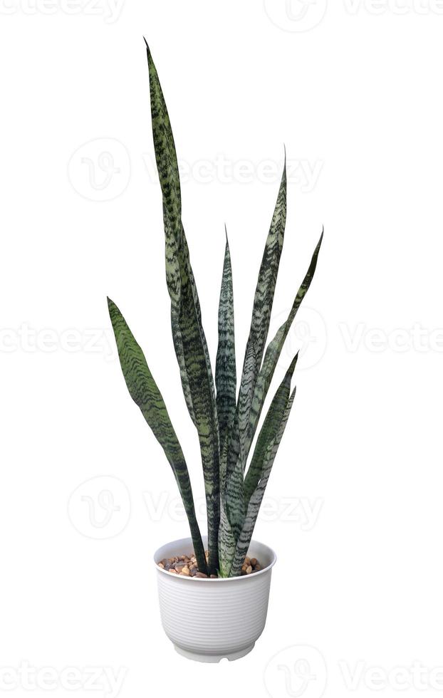 sansevieria of slang fabriek in wit pot geïsoleerd Aan wit achtergrond foto