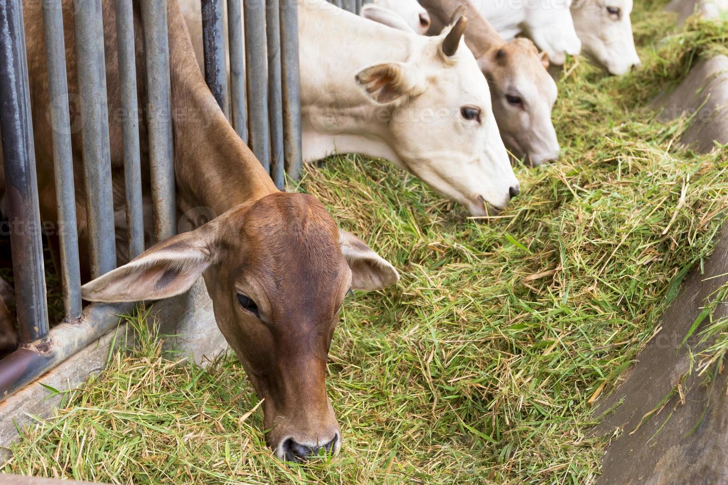 rundvlees vee koe vee in boerderij foto