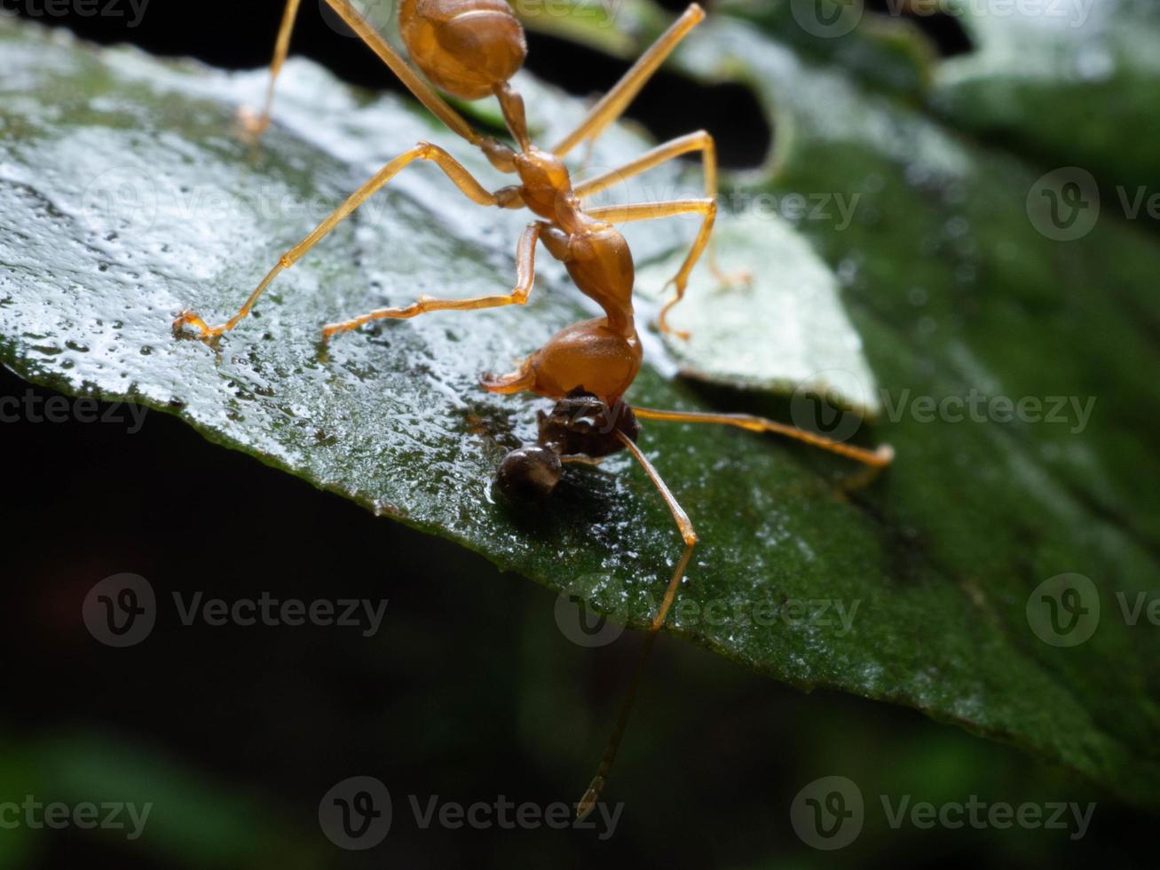 dichtbij omhoog schieten van rood mieren Aan een blad foto