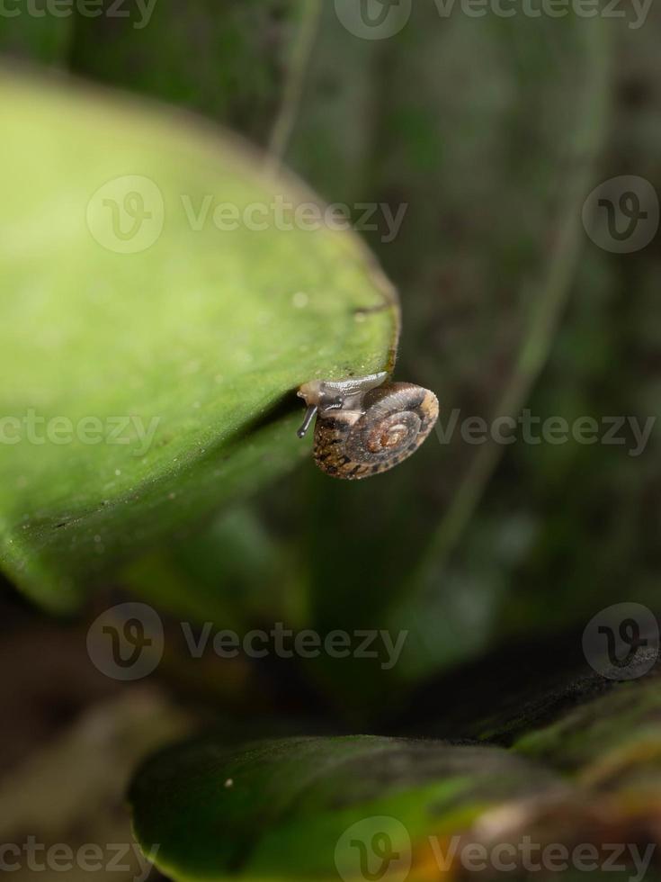 dichtbij omhoog schieten van een tuin slak foto