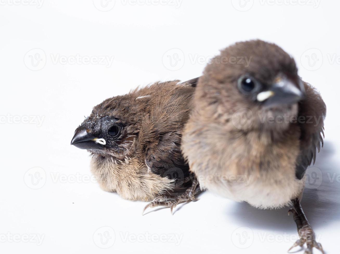 afbeelding van baby Javaan munia vogel foto