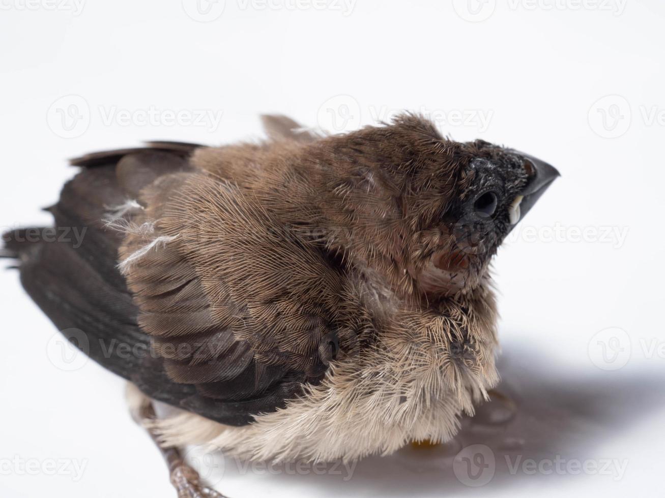 afbeelding van baby Javaan munia vogel foto