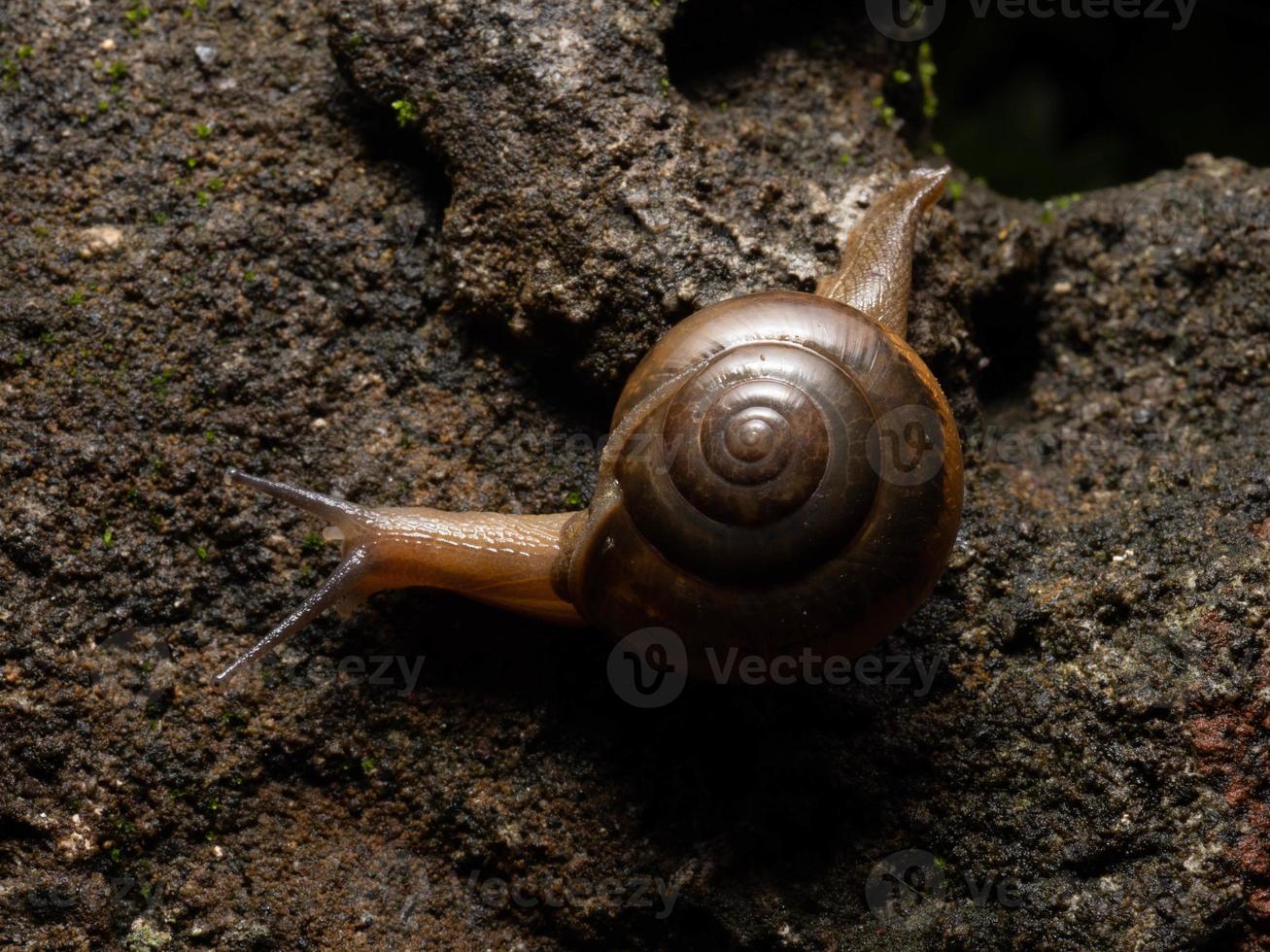 dichtbij omhoog schieten van een tuin slak foto