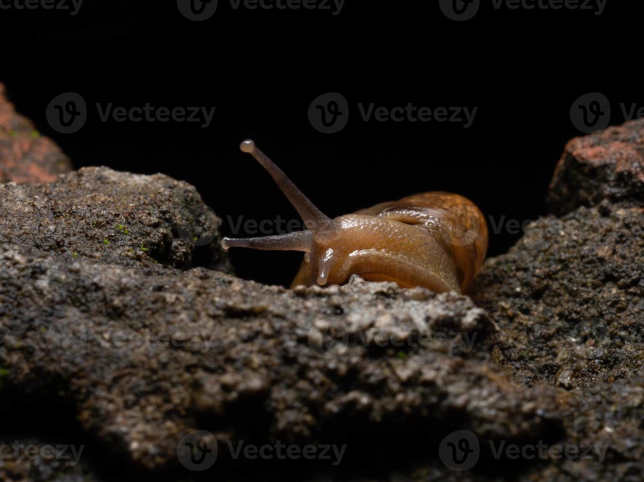 dichtbij omhoog schieten van een tuin slak foto