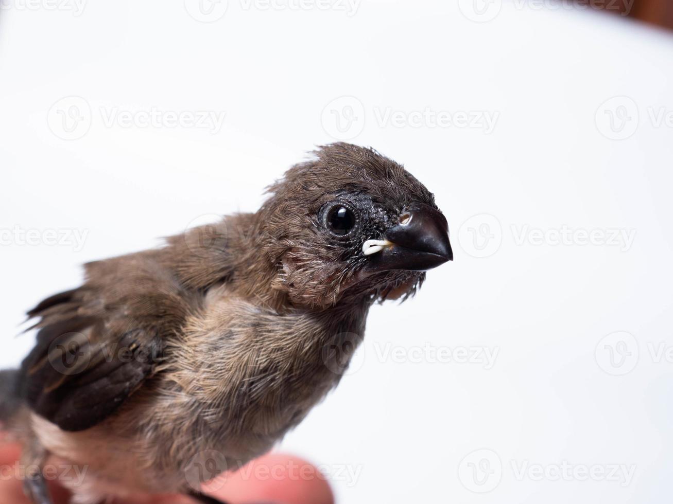 afbeelding van baby Javaan munia vogel foto