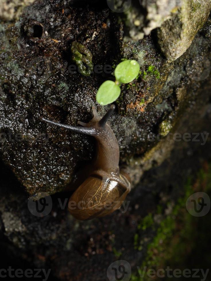 dichtbij omhoog schieten van een tuin slak foto