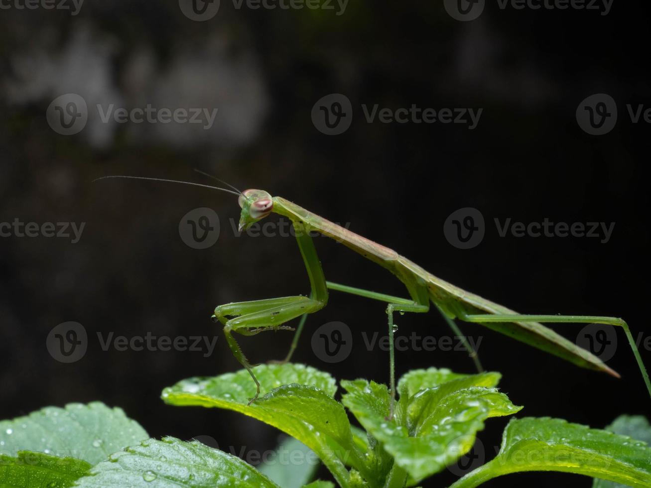 dichtbij omhoog schieten van een bidden bidsprinkhaan foto