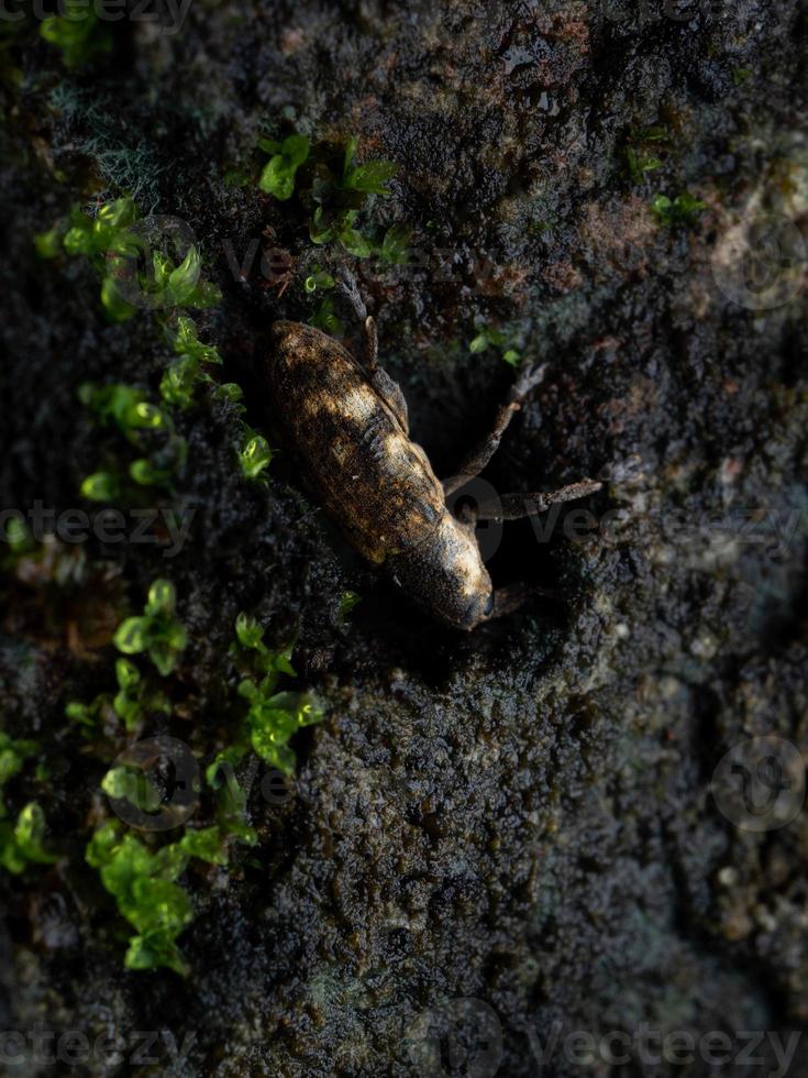 dichtbij omhoog schieten van snuitkevers kevers foto