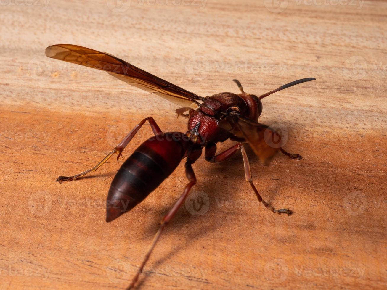 afbeelding van papier wesp ropalidia fasciata Aan een houten tafel foto