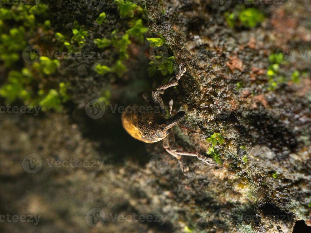 dichtbij omhoog schieten van snuitkevers kevers foto